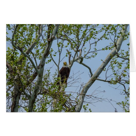 Bald Eagle Smile (Voorkant Horizontaal)