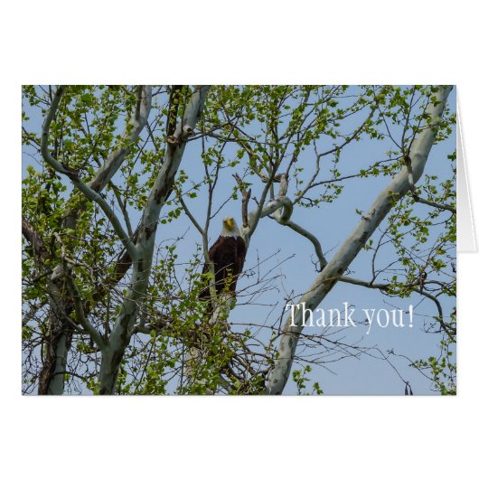 Bald Eagle Smile Bedankt (Voorkant Horizontaal)