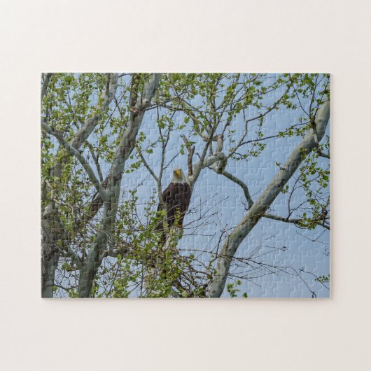 Bald Eagle Smile Legpuzzel (Horizontaal)