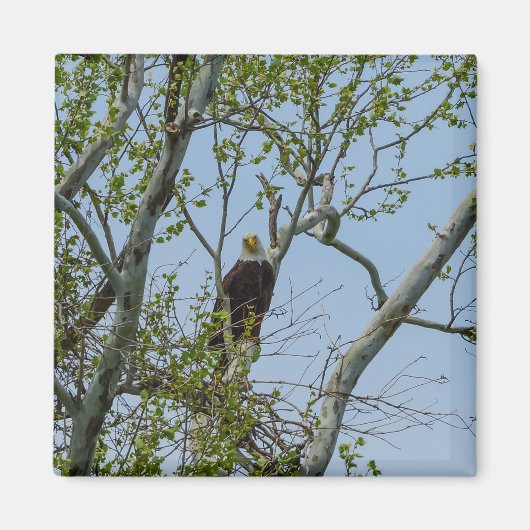 Bald Eagle Smile Magneet (Voorkant)