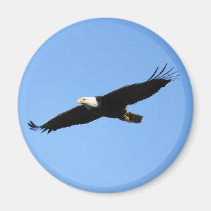 Bald Eagle Soar Magneet
