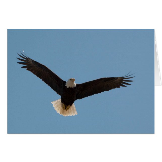 Bald Eagle Soaring (Voorkant Horizontaal)