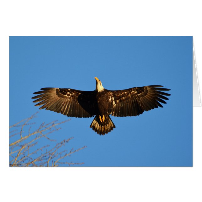 Bald Eagle Soaring1 (Voorkant Horizontaal)