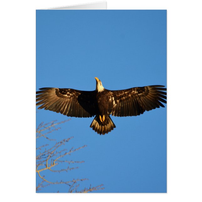Bald Eagle Soaring1 (Voorkant)