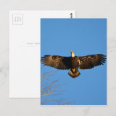 Bald Eagle Soaring1 Briefkaart (Voorkant / Achterkant)
