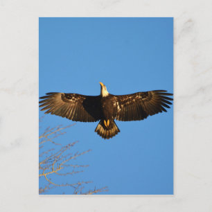 Bald Eagle Soaring1 Briefkaart