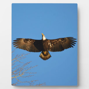 Bald Eagle Soaring1 Fotoplaat