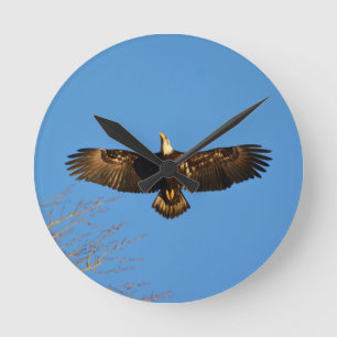 Bald Eagle Soaring1 Ronde Klok