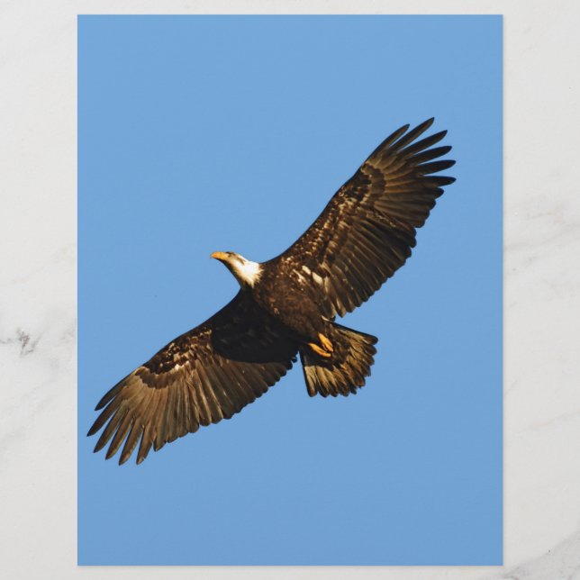 Bald Eagle Soaring 2 (Voorkant)