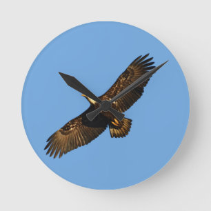 Bald Eagle Soaring 2 Ronde Klok