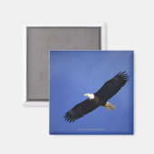 Bald eagle soaring, Alaska Magneet (Voorkant / Achterkant)