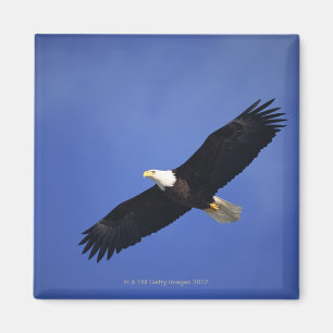 Bald eagle soaring, Alaska Magneet