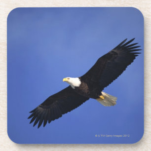 Bald eagle soaring, Alaska Onderzetter