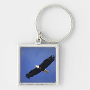 Bald eagle soaring, Alaska Sleutelhanger