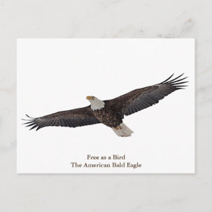 Bald Eagle Soaring Briefkaart