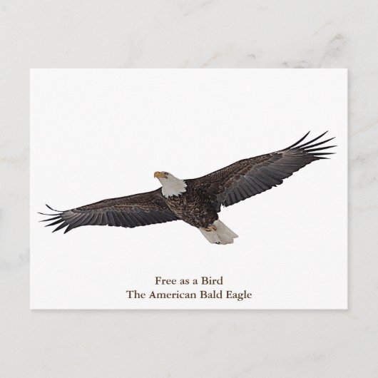 Bald Eagle Soaring Briefkaart (Voorkant)
