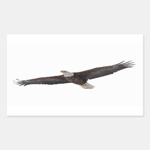 Bald Eagle Soaring Rechthoekige Sticker