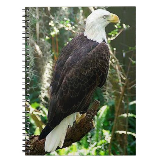 Bald Eagle Spiral Photo Notitieboek (Voorkant)