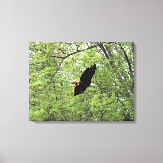 Bald Eagle Spring Flight Canvas Afdruk (Voorkant)