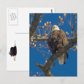 Bald Eagle Staredown Briefkaart (Voorkant / Achterkant)