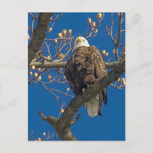 Bald Eagle Staredown Briefkaart (Voorkant)