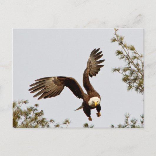 Bald Eagle start Briefkaart (Voorkant)