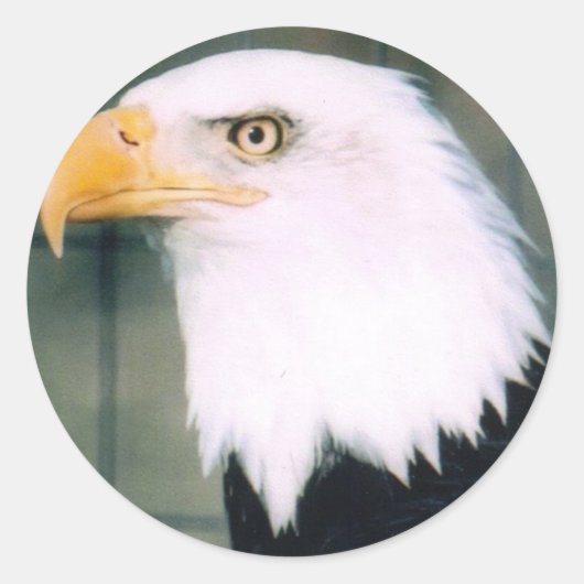 Bald Eagle Sticker (Voorkant)