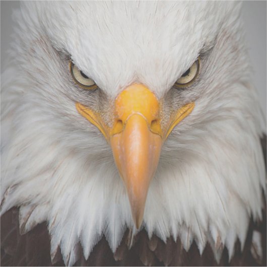 Bald Eagle Sticker (Voorkant)