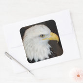 Bald Eagle Stickers (Envelop)