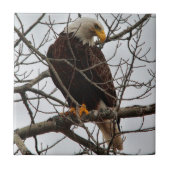 Bald Eagle Tegeltje (Voorkant)
