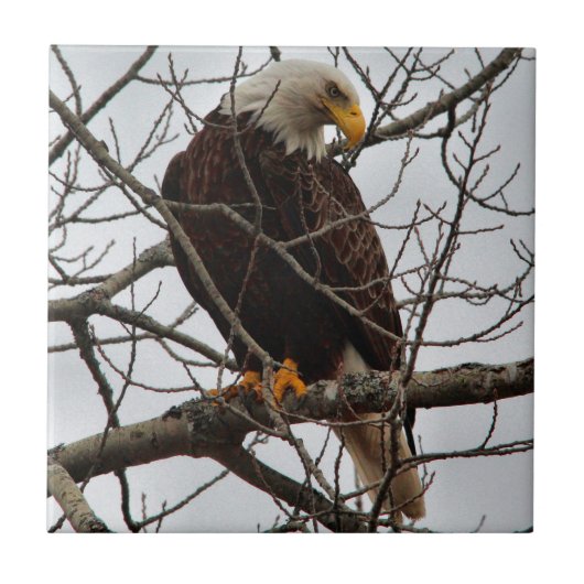 Bald Eagle Tegeltje (Voorkant)