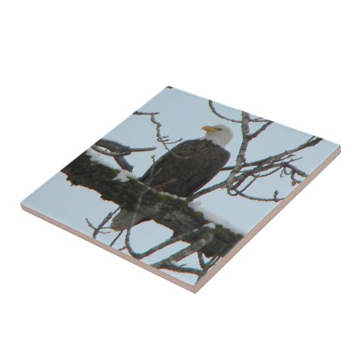 Bald Eagle Tegeltje (Zijkant)