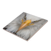 Bald eagle tegeltje (Zijkant)