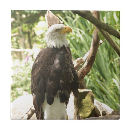 Bald Eagle Tegeltje (Voorkant)