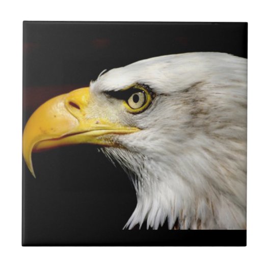 Bald Eagle Tegeltje (Voorkant)