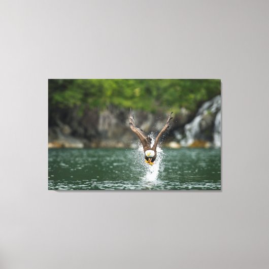 Bald Eagle The Big Catch Canvas Afdruk (Voorkant)