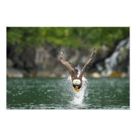 Bald Eagle The Big Catch Foto Afdruk