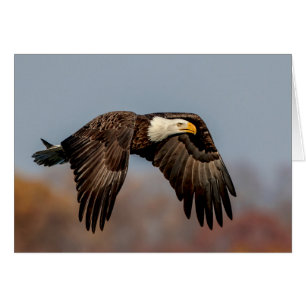 Bald Eagle tijdens de vlucht