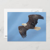 Bald Eagle tijdens de vlucht Briefkaart (Voorkant / Achterkant)