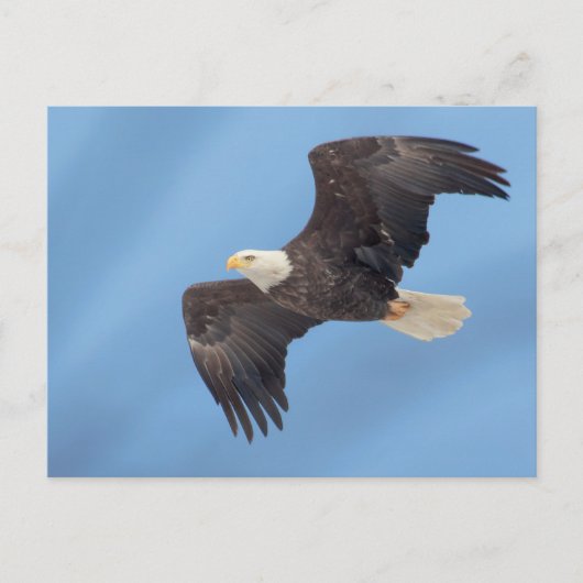Bald Eagle tijdens de vlucht Briefkaart (Voorkant)