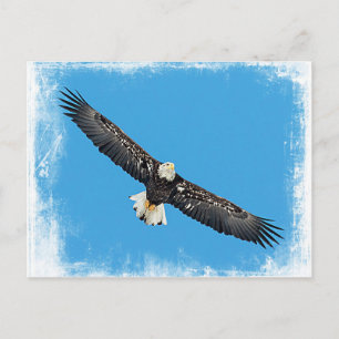 Bald Eagle tijdens de vlucht Briefkaart