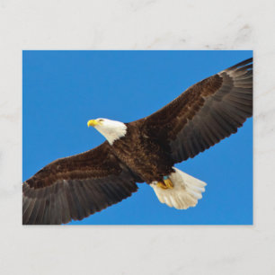Bald Eagle tijdens de vlucht Briefkaart