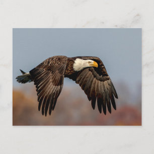 Bald Eagle tijdens de vlucht Briefkaart