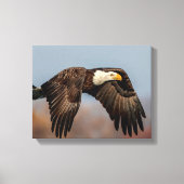 Bald Eagle tijdens de vlucht Canvas Afdruk (Voorkant)