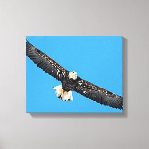 Bald Eagle tijdens de vlucht Canvas Afdruk