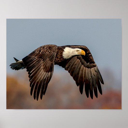 Bald Eagle tijdens de vlucht Poster (Voorkant)