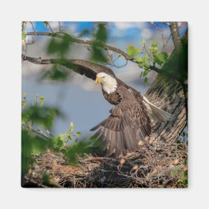 Bald Eagle verlaat het nest Magneet