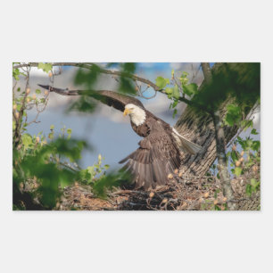 Bald Eagle verlaat het nest Rechthoekige Sticker
