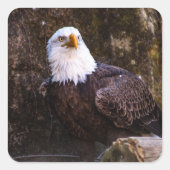 Bald Eagle Vierkante Sticker (Voorkant)