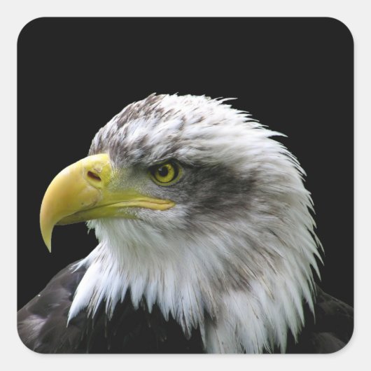 Bald Eagle Vierkante Sticker (Voorkant)